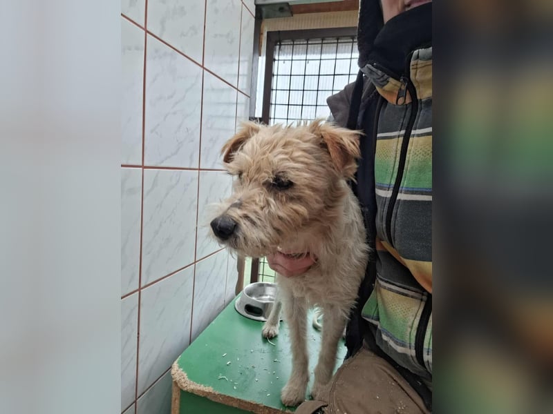 Niedlicher Picur im besten Alter..ein Typischer Terrier !