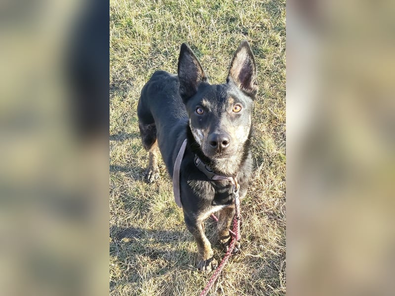 Robi, ein hübscher aktiver Junghund, der mit seinen Menschen bald die Welt erkunden möchte !