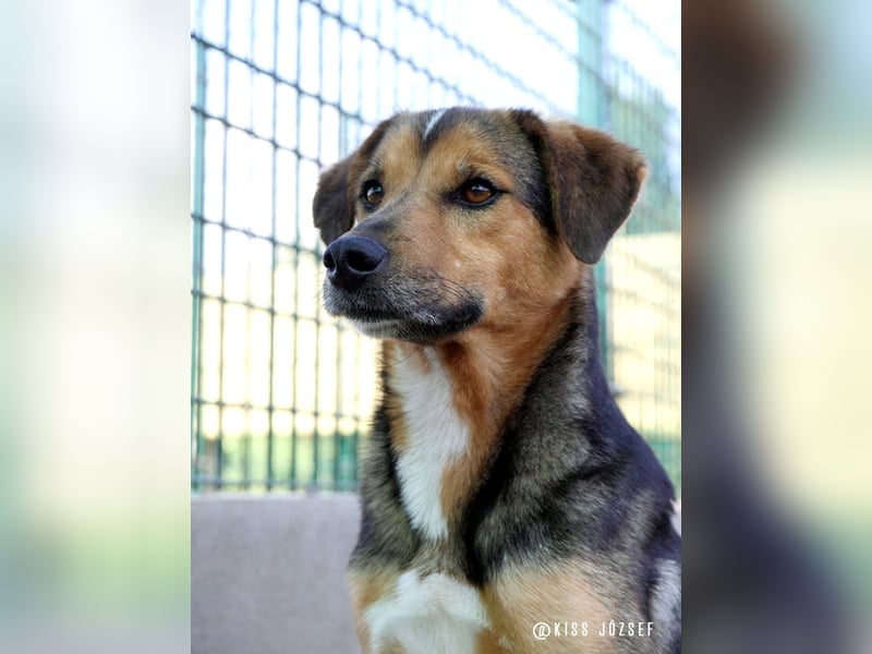 Rambo hat bisher nichts Gutes erlebt und möchte jetzt endlich ankommen !