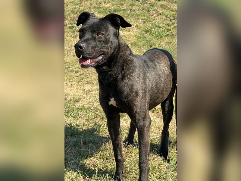 Füli möchte gerne Einzelprinzessin bei ihren Menschen sein !