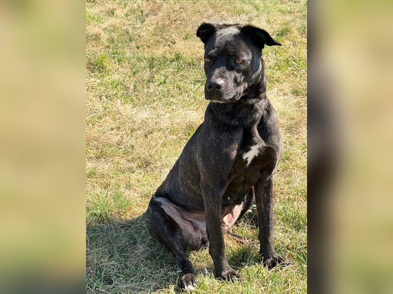 Füli möchte gerne Einzelprinzessin bei ihren Menschen sein !