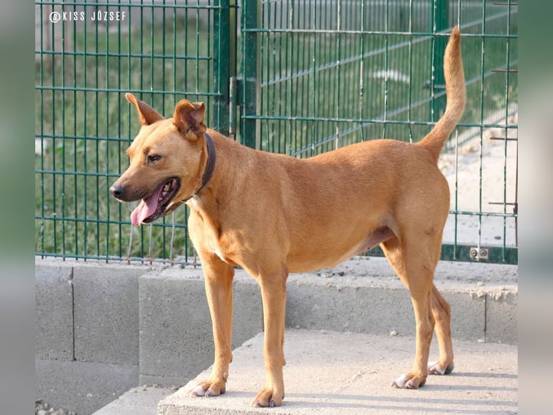 Babett sucht noch einmal ein liebevolles und fürsorgliches Zuhause