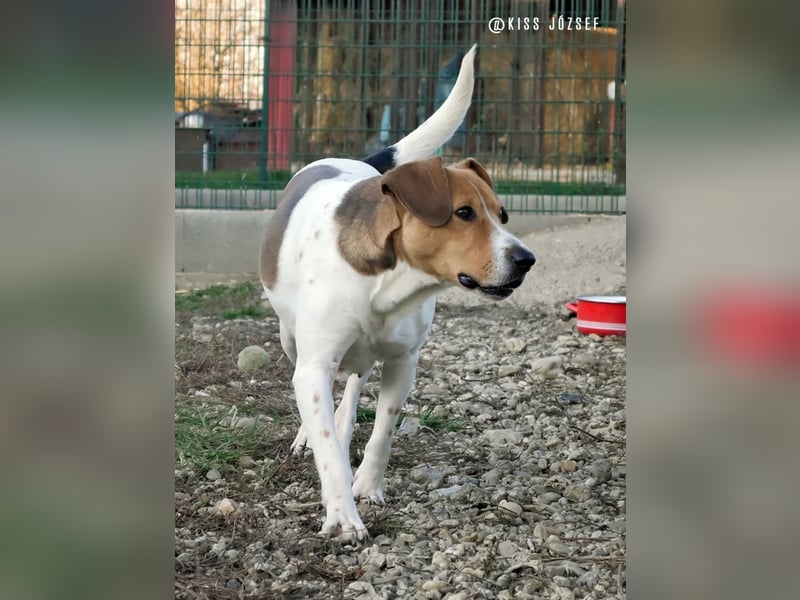 Freundliche Licsi sucht Menschen, die ihr viel Bewegung bieten !