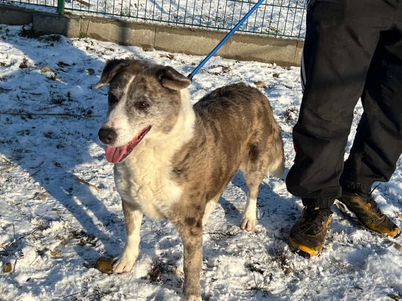 Patti und ihr Partner Benedek haben leider ihr Zuhause verloren !