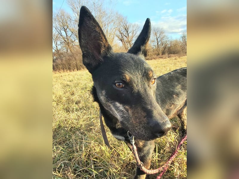 Robi, ein hübscher aktiver Junghund, der mit seinen Menschen bald die Welt erkunden möchte !
