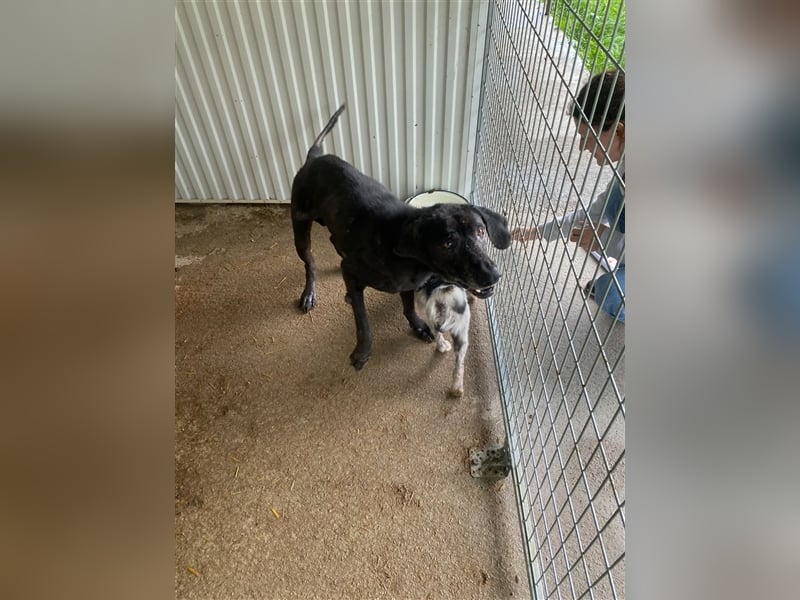 Topi, ein alter verlassener Rüde, sucht nochmal sein Glück !