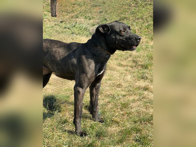 Füli möchte gerne Einzelprinzessin bei ihren Menschen sein !