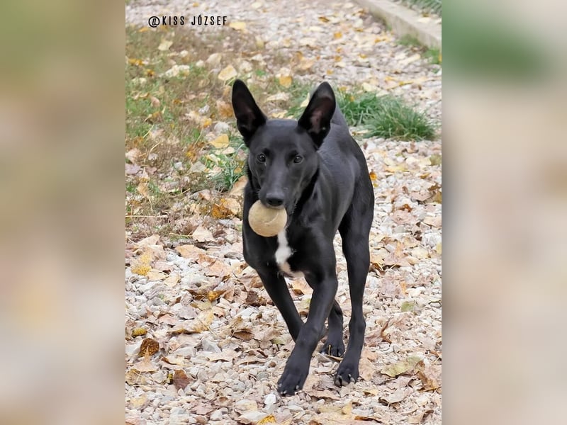 Cuki ist eine freundliche bewegungsfreudige Hündin !