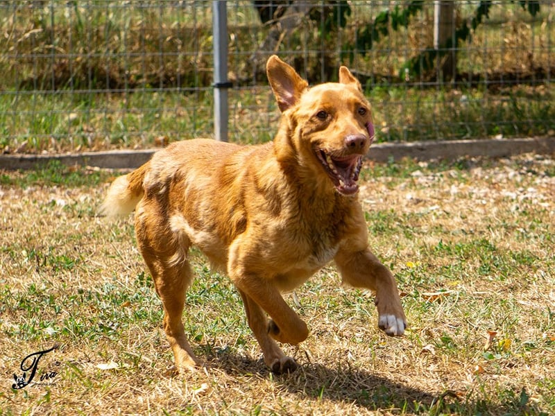Mirtill, ein bezaubernde aktive Hündin sucht ihr "Für-immer-Zuhause "!