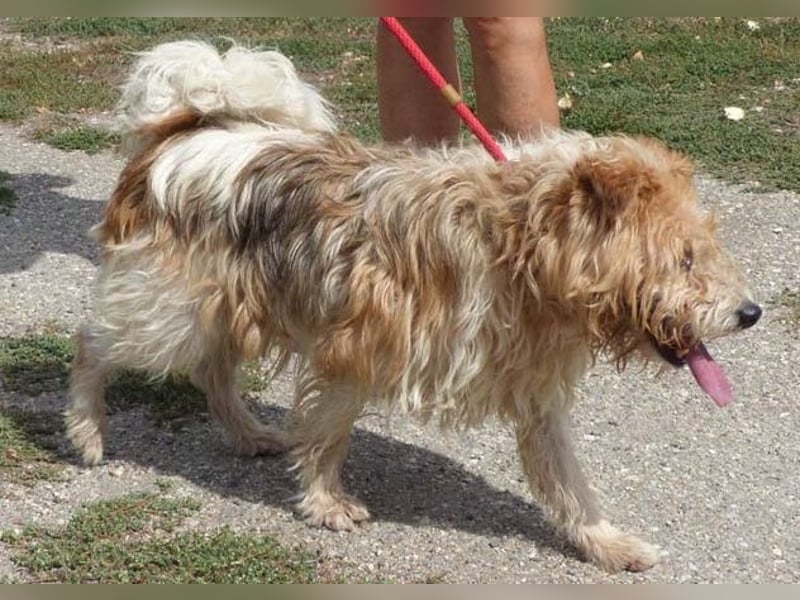 Niedlicher Picur im besten Alter..ein Typischer Terrier !