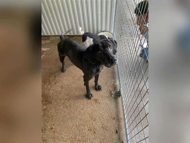 Topi, ein alter verlassener Rüde, sucht nochmal sein Glück !