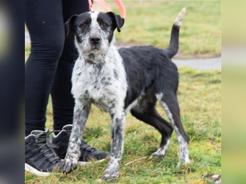 Hecsedli würde  gerne bei bewegungsfreudigen Menschen leben !