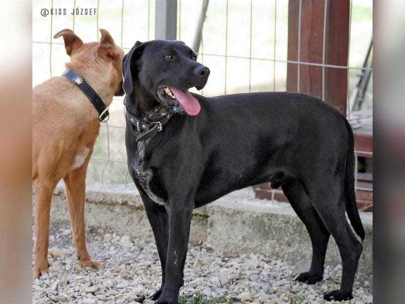 Bildschöner Jungspund Morris, ein ungeschliffener Diamant, braucht einen Neustart !