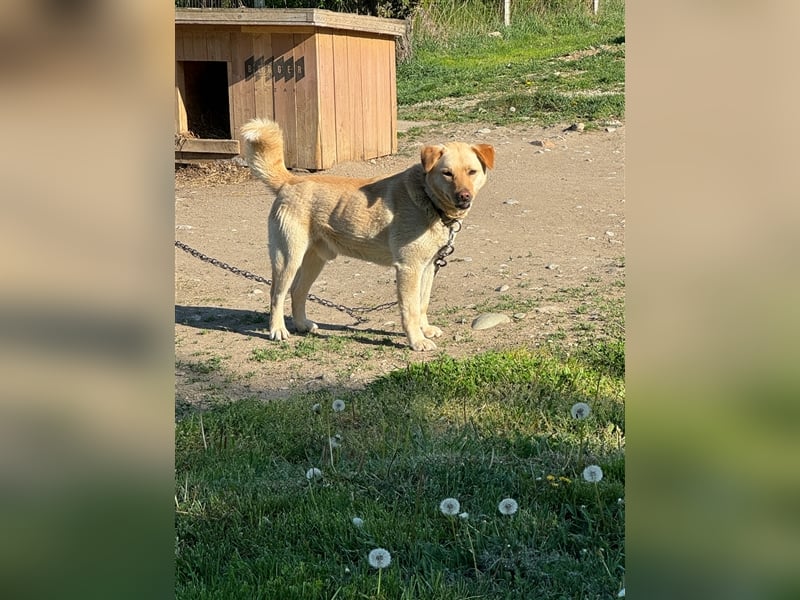Wer hilft Zsemle, Menschen wieder zu vertrauen?