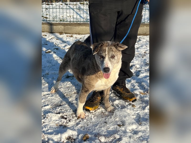 Patti und ihr Partner Benedek haben leider ihr Zuhause verloren !
