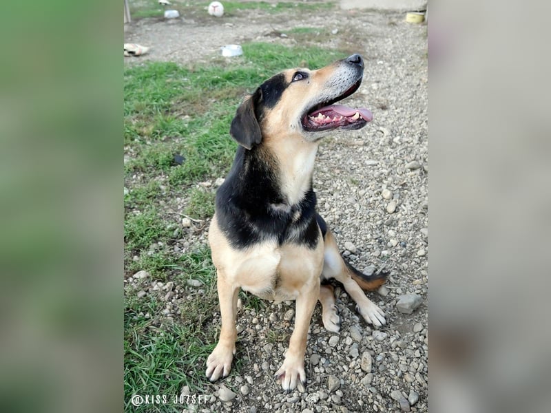 Levi (Levente) lebt auf einer Pflegestelle in Nettetal !