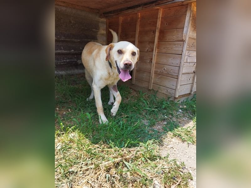 Freundlich lächelnder Igrici, evtl. Labbi Mix ?, sehnt sich nach eigener Familie !