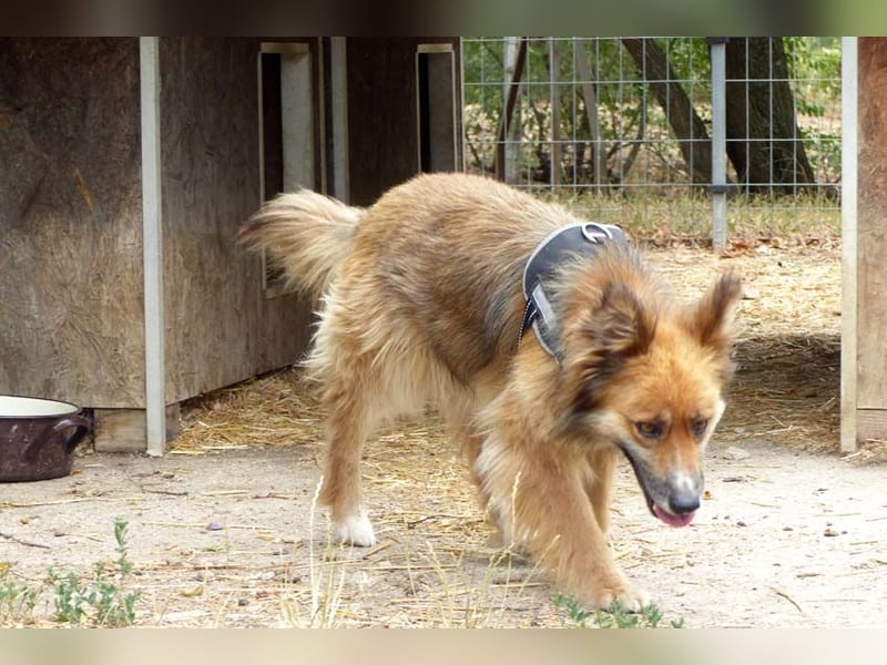 Stella bereits in Deutschland. Wunderschön, wuschelig und menschenbezogen...das ist Stella !