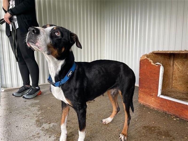 Elizabeth mit dem seelevollen Blick wurde aus sehr schlechten Verhältnissen gerettet !