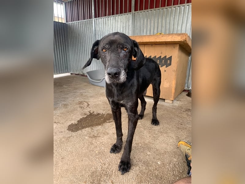 Topi, ein alter verlassener Rüde, sucht nochmal sein Glück !