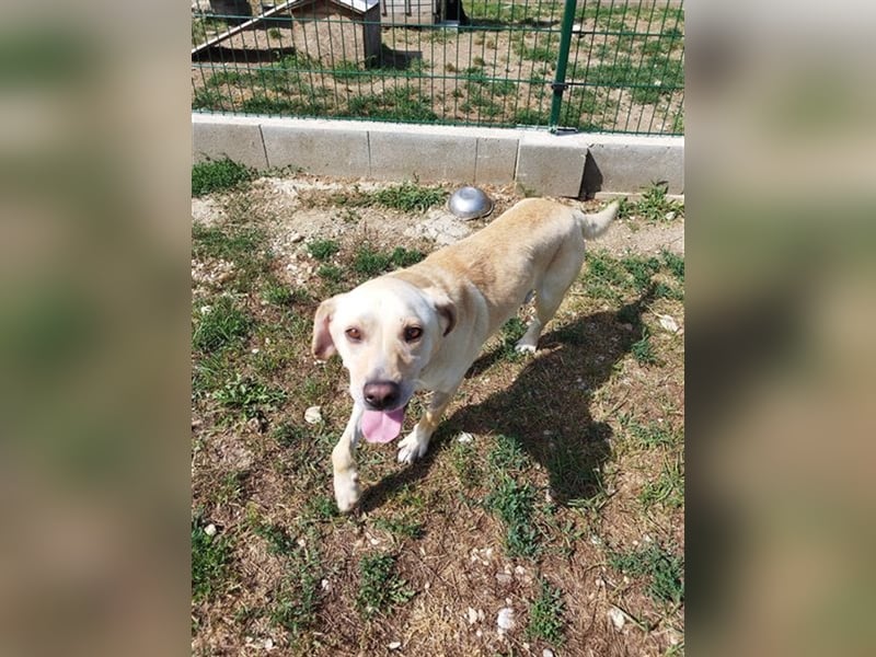 Freundlich lächelnder Igrici, evtl. Labbi Mix ?, sehnt sich nach eigener Familie !