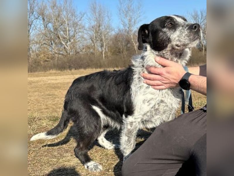 Hecsedli würde  gerne bei bewegungsfreudigen Menschen leben !