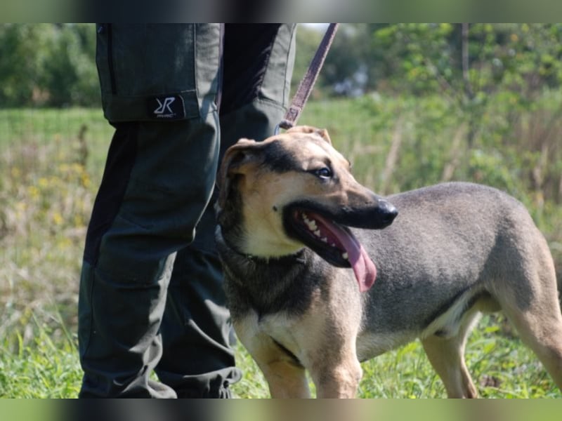 Artur 2, noch in Ungarn, möchte sein Leben als Streuner hinter sich lassen