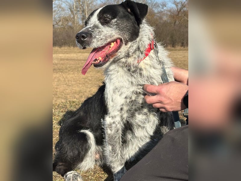 Hecsedli würde  gerne bei bewegungsfreudigen Menschen leben !