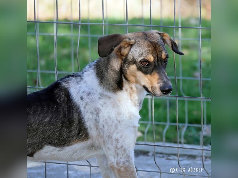 Grasa, ein ganz besonders hübscher Jungspund, der noch auf der Suche nach seinen Menschen ist !