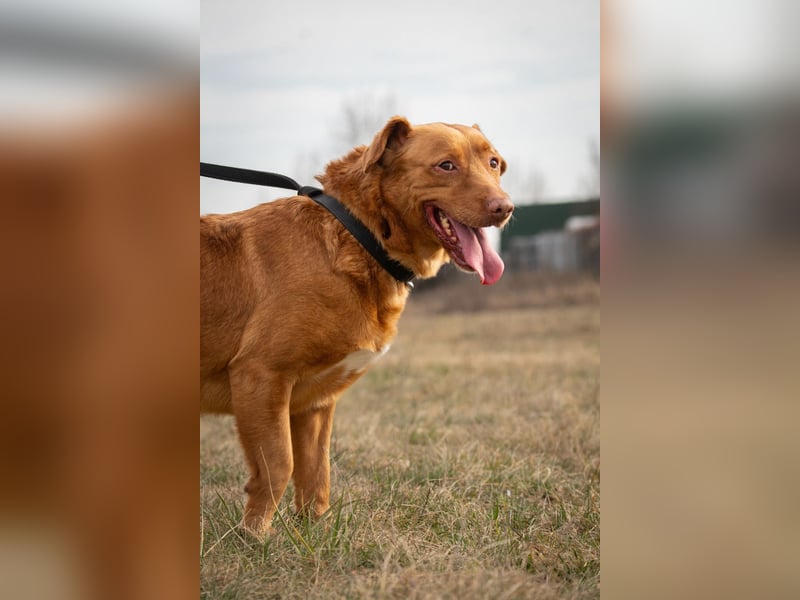 Mirtill, ein bezaubernde aktive Hündin sucht ihr "Für-immer-Zuhause "!