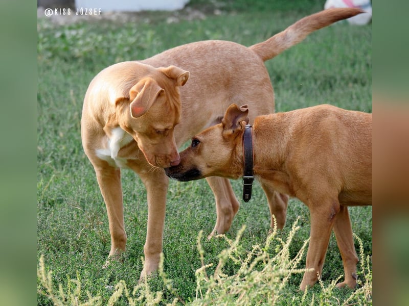 Babett sucht noch einmal ein liebevolles und fürsorgliches Zuhause