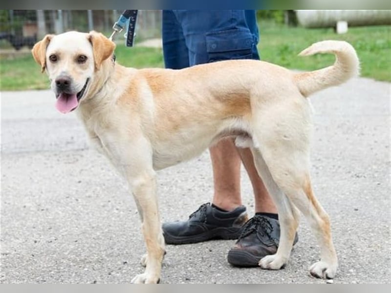 Freundlich lächelnder Igrici, evtl. Labbi Mix ?, sehnt sich nach eigener Familie !