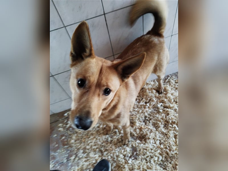 Csöpi wurde nicht mehr gewollt und ist jetzt wieder auf der Suche nach einem schönen Zuhause !