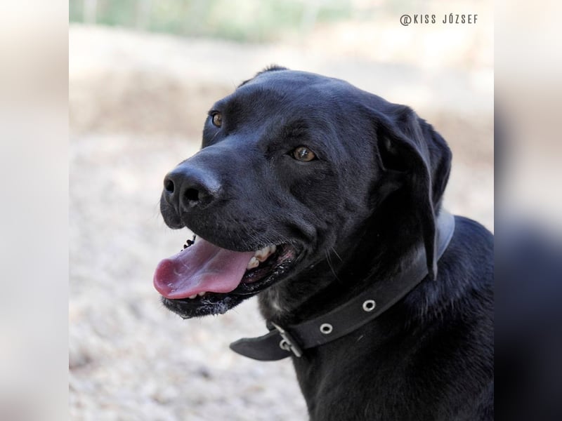 Bildschöner Jungspund Morris, ein ungeschliffener Diamant, braucht einen Neustart !