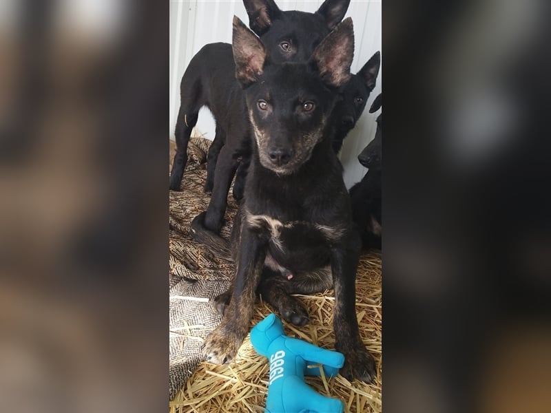 Robi, ein hübscher aktiver Junghund, der mit seinen Menschen bald die Welt erkunden möchte !