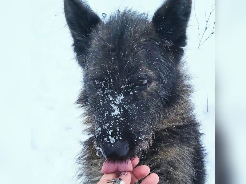 Freundliche und menschenbezogene  Wendy sucht liebevolle Familie !