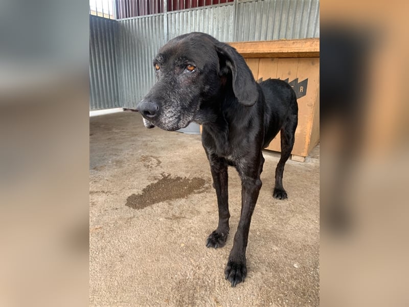 Topi, ein alter verlassener Rüde, sucht nochmal sein Glück !