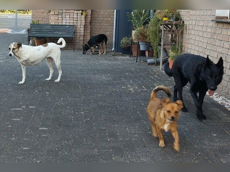 GEO *bei unserer Pflegestelle in 46284 Dorsten*
