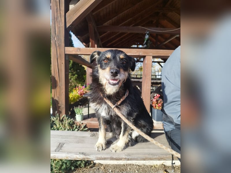 Mókus,  eine junge freundliche Hundemutter, sucht ihr Glück !