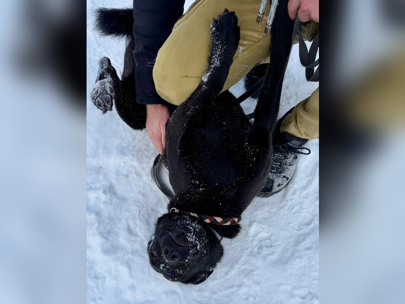 Quirlige Boszi möchte ein vollwertiges Familienmitglied werden !