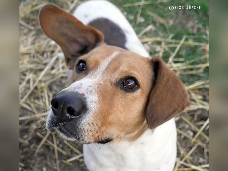 Freundliche Licsi sucht Menschen, die ihr viel Bewegung bieten !