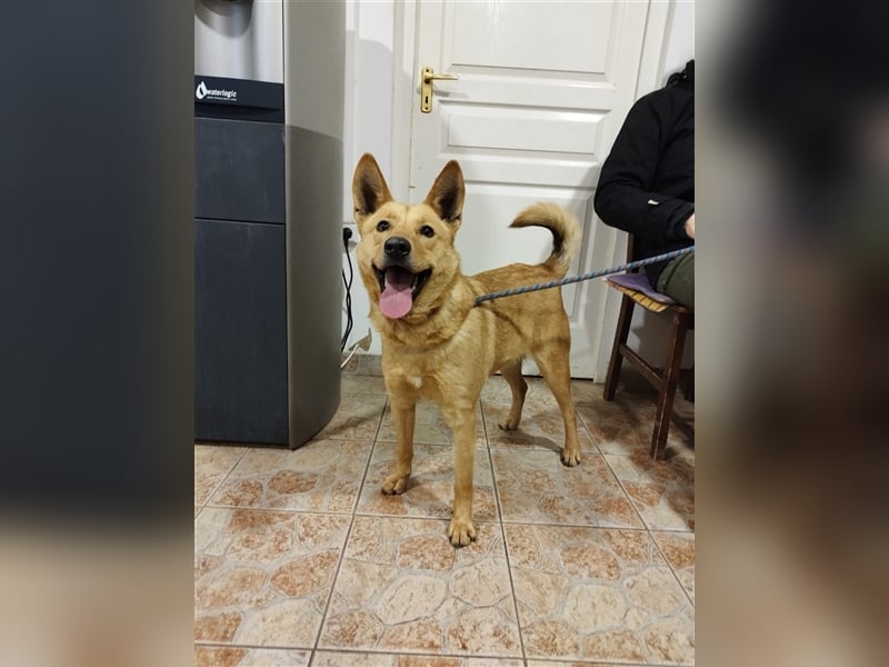 Csöpi wurde nicht mehr gewollt und ist jetzt wieder auf der Suche nach einem schönen Zuhause !