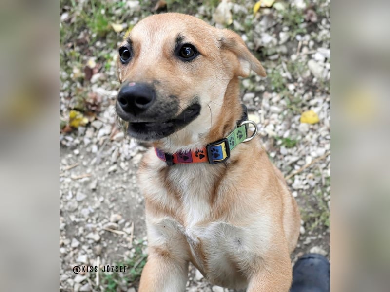 Herceg liebt den Kontakt zu Menschen und sollte bald das Tierheim verlassen !