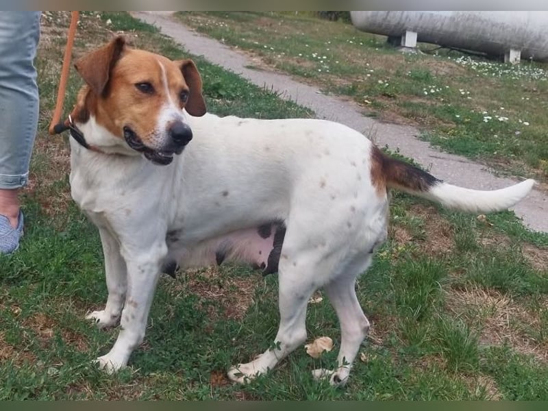 Freundliche Licsi sucht Menschen, die ihr viel Bewegung bieten !