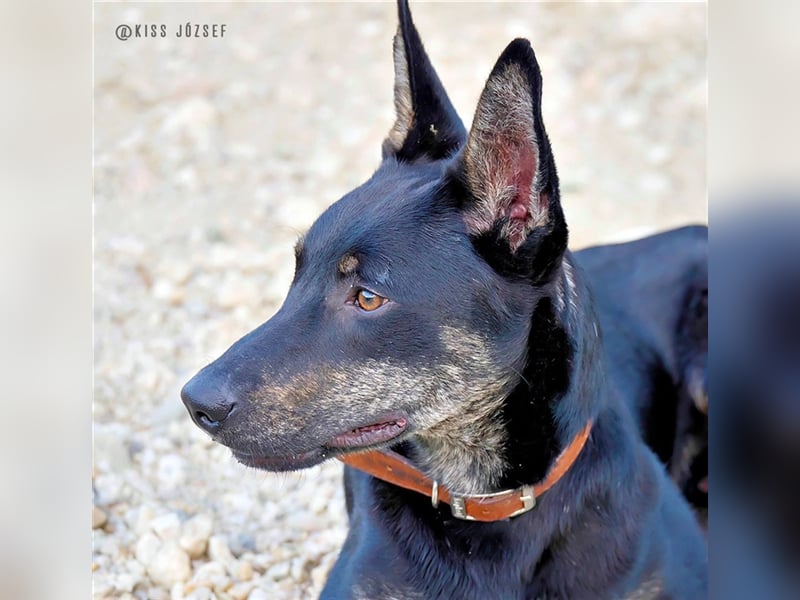 Robi, ein hübscher aktiver Junghund, der mit seinen Menschen bald die Welt erkunden möchte !