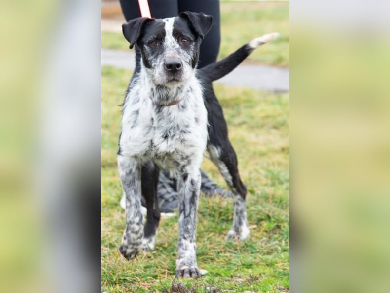 Hecsedli würde  gerne bei bewegungsfreudigen Menschen leben !