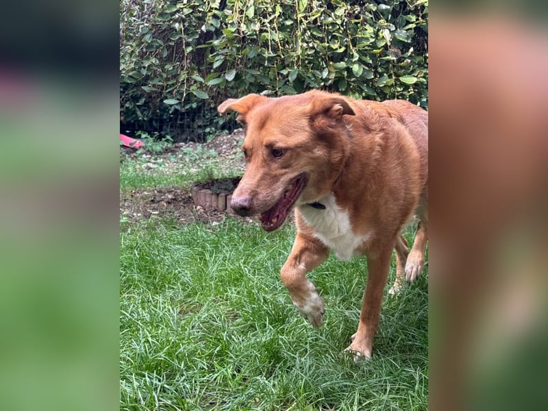 SOS für den hübschen Robin ! Bereits in Deutschland..hat leider sein Zuhause verloren !