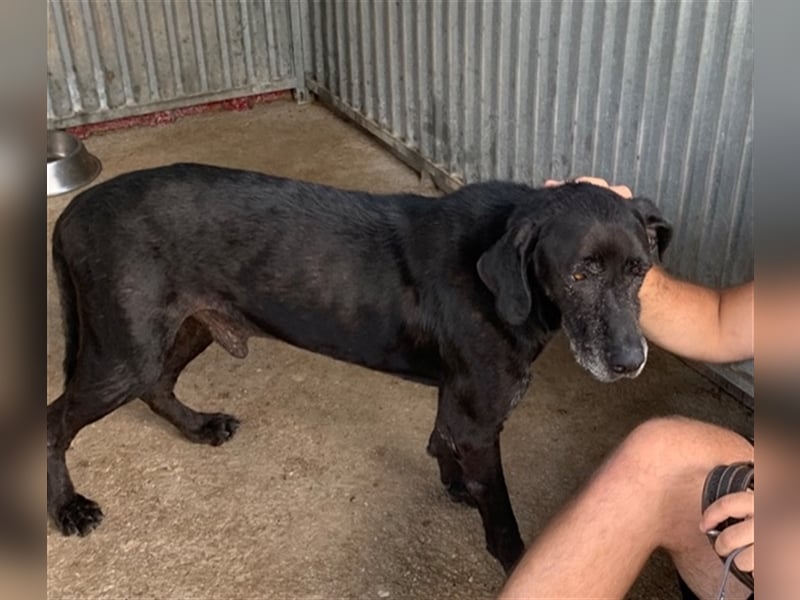 Topi, ein alter verlassener Rüde, sucht nochmal sein Glück !
