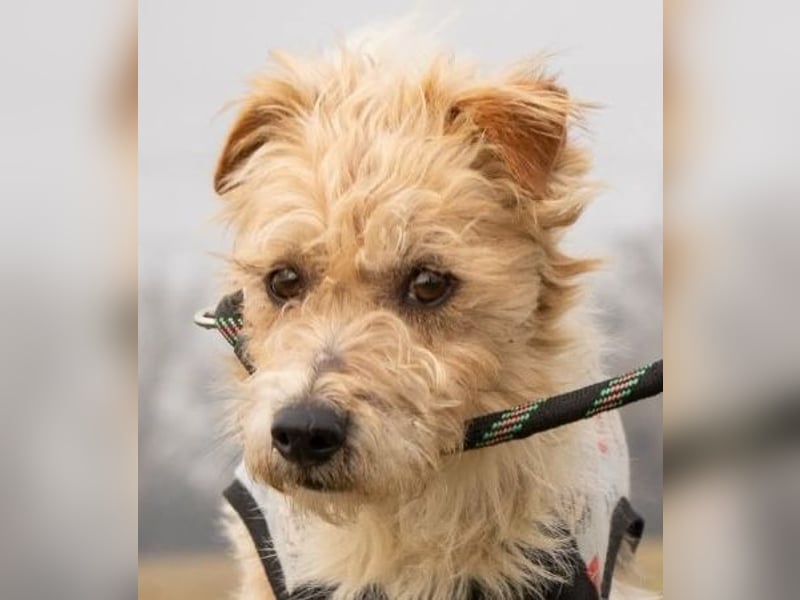 Niedlicher Picur im besten Alter..ein Typischer Terrier !