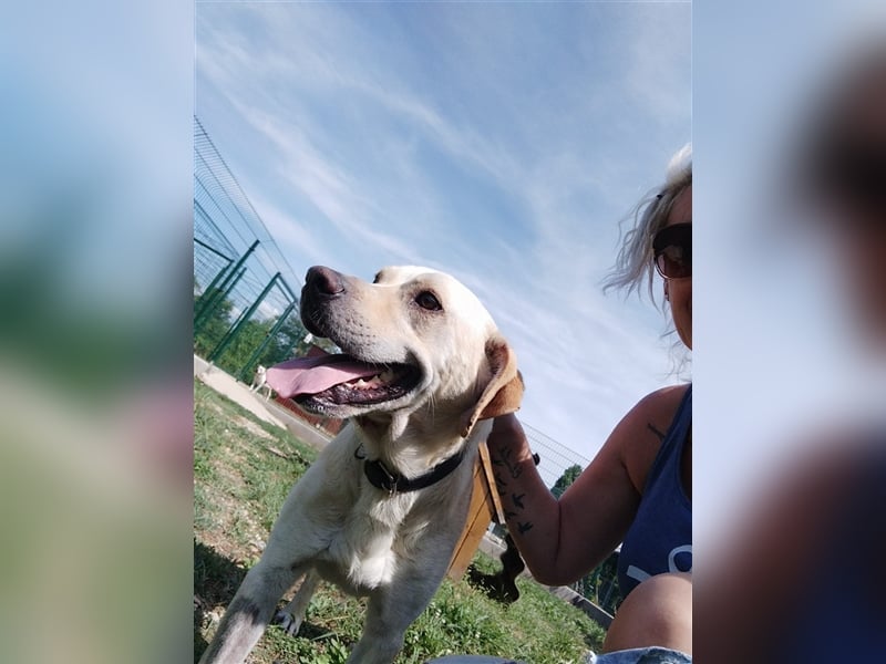 Freundlich lächelnder Igrici, evtl. Labbi Mix ?, sehnt sich nach eigener Familie !